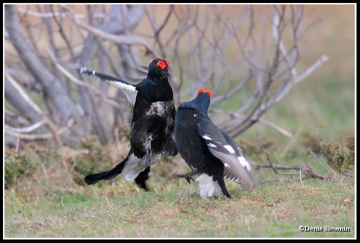 combat de tétras lyres